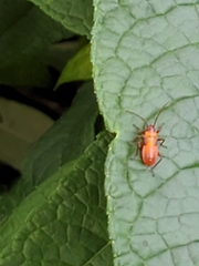 Oncopeltus fasciatus