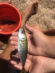 Trachurus mediterraneus