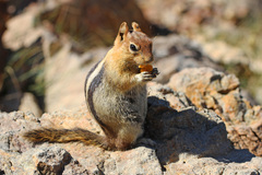 Golden-Mantled Ground Squirrel photo 2