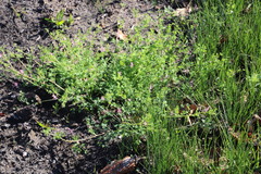 Fumaria muralis muralis