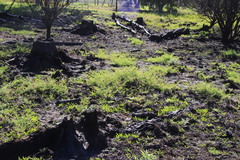 Fumaria muralis muralis