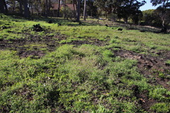 Fumaria muralis muralis