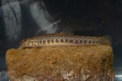 Trichonida Spined Loach photo 4