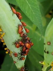 Oncopeltus fasciatus