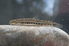 Trichonida Spined Loach photo 2