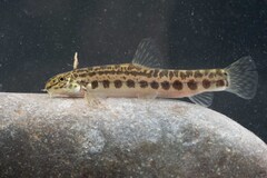 Trichonida Spined Loach photo 3