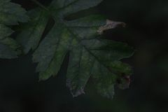 Phyllonorycter oxyacanthae