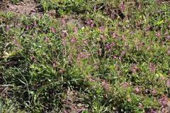 Fumaria muralis muralis