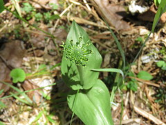 Malaxis brachyrrhynchos