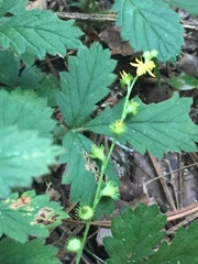 Agrimonia microcarpa