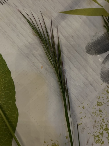 Bromus rigidus observed 2025-04-13