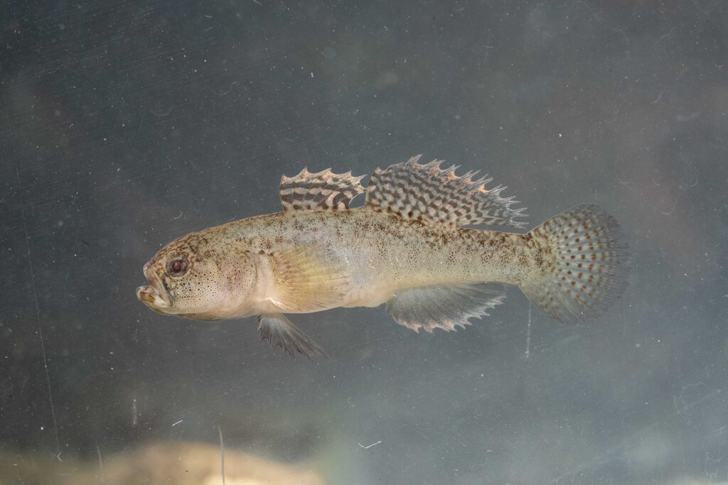 Western Greece Goby