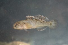 Western Greece Goby photo 1