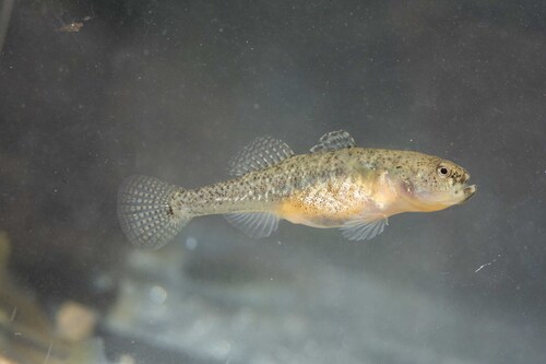 Western Greece goby (Economidichthys pygmaeus) — Gobiidae — 2