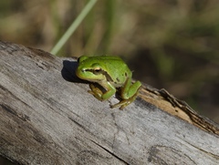 Hyla molleri