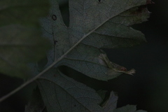 Phyllonorycter oxyacanthae