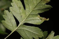 Phyllonorycter oxyacanthae