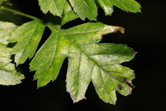Phyllonorycter oxyacanthae