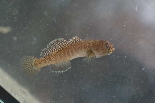 Western Greece goby (Economidichthys pygmaeus) — Gobiidae — 3