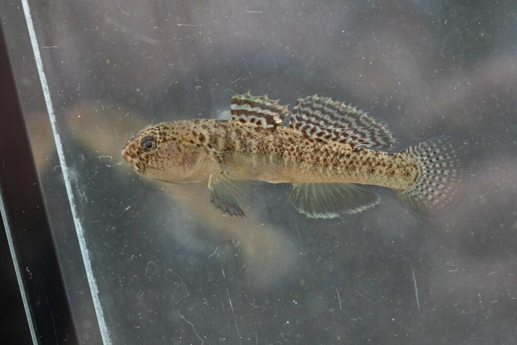 Western Greece goby (Economidichthys pygmaeus) — Gobiidae