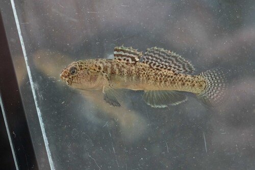 Western Greece goby (Economidichthys pygmaeus) — Gobiidae