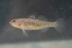 Western Greece Goby photo 2