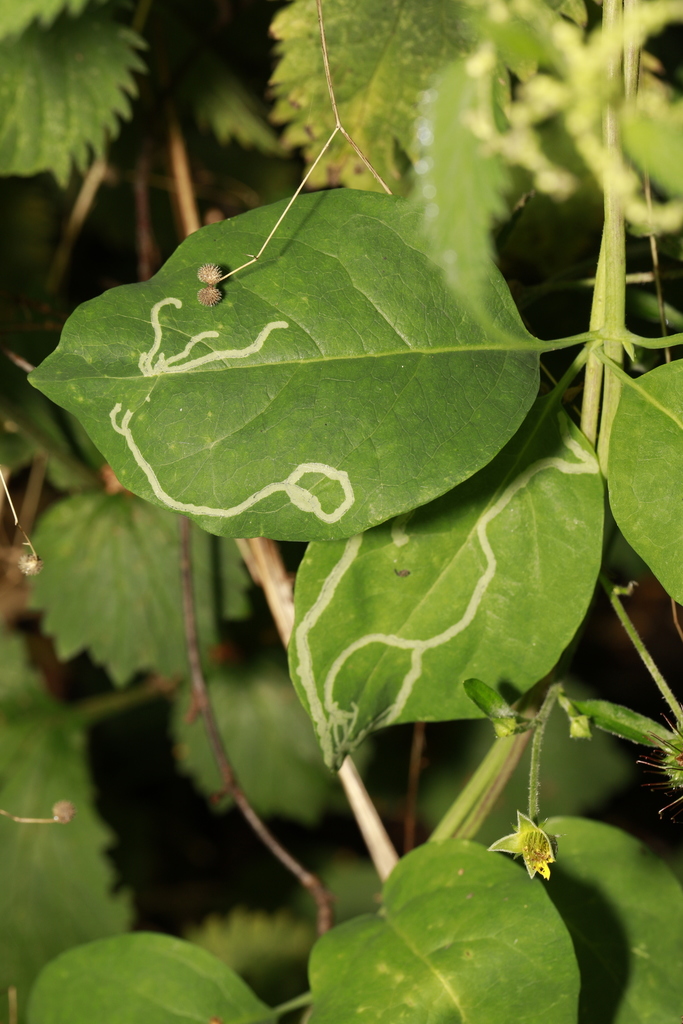 Phytomyza lonicerae