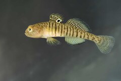 Trichonida Dwarf Goby photo 1