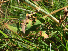 Lactuca viminea chondrilliflora