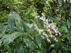 Vernonanthura patens