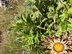 Carlina acanthifolia acanthifolia