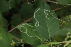 Phytomyza lonicerae
