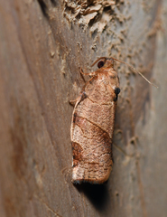 Choristoneura rosaceana