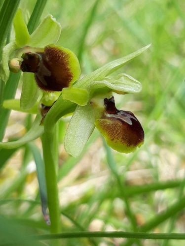 Image of Ophrys araneola by no rights reserved