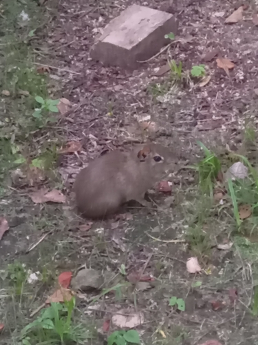 Spix's Yellow-toothed Cavy