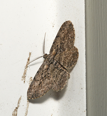 Anavitrinella pampinaria