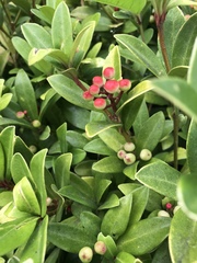 Skimmia