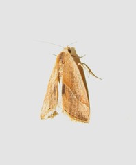 Micrathetis