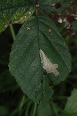 Coptotriche marginea