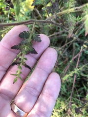 Aureolaria pectinata