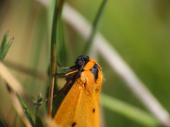 Setina irrorella