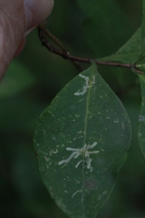 Phytomyza aprilina