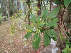 Telanthophora bartlettii