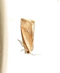 Micrathetis