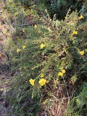 Aureolaria pectinata