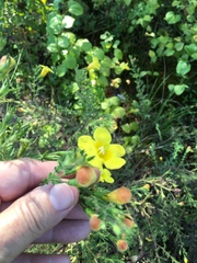 Aureolaria pectinata