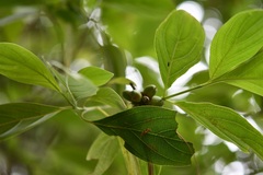 Cornus disciflora