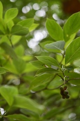 Cornus disciflora