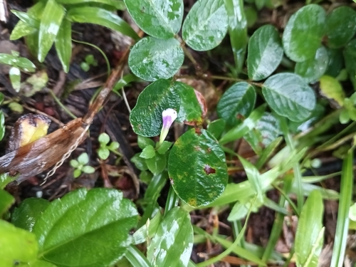 Torenia crustacea observed 2025-04-13