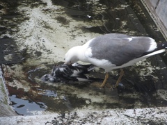 Larus fuscus
